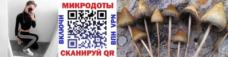 гидра как зайти  магазин продажи наркотиков  Дмитровск  Псилоцибиновые грибы мицелий 