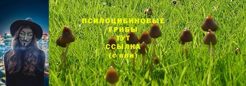 Псилоцибиновые грибы MAGIC MUSHROOMS  Дмитровск 